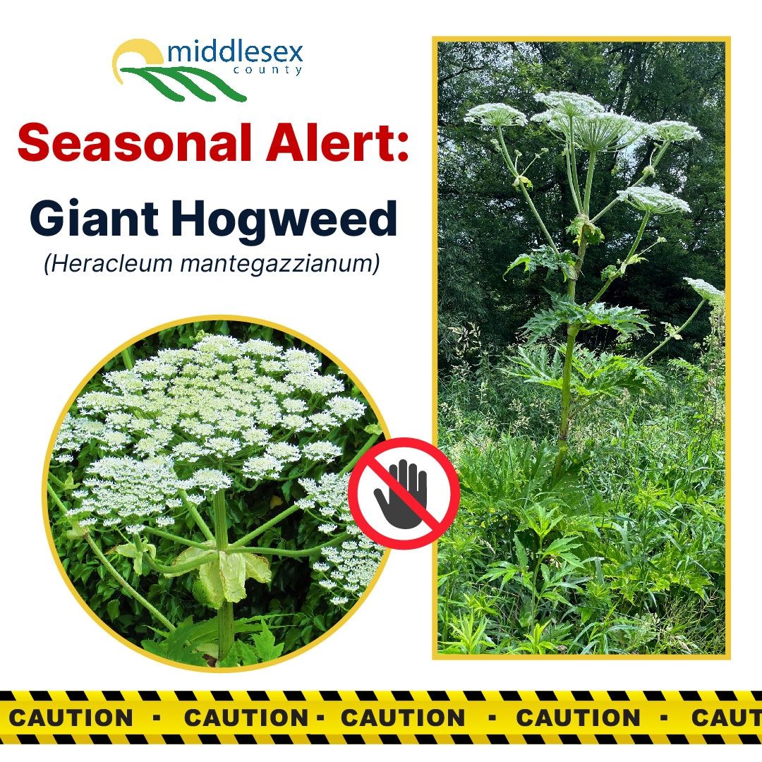 Seasonal Alert Giant Hogweed Middlesex County